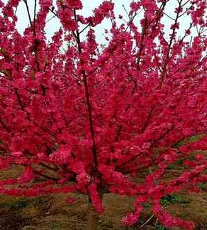 红叶碧桃花语，碧桃盛开的花语
