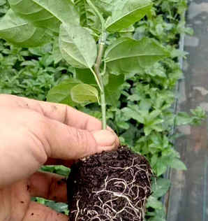 百香果种子如何种植方法，黄金百香果种子能结果吗
