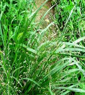 画眉草，画眉草和知风草区别