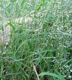 画眉草，画眉草和知风草区别