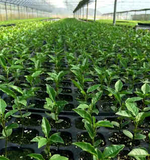 百香果种子如何种植方法，黄金百香果种子能结果吗