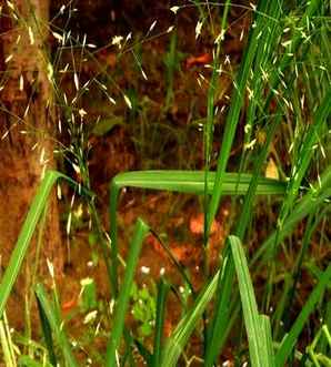 画眉草，画眉草和知风草区别