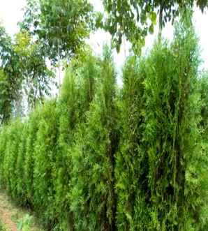 扁柏的作用及绿化价值，扁柏植物有什么功效