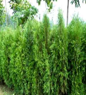扁柏的作用及绿化价值，扁柏植物有什么功效