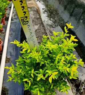 植物大战僵尸黄金叶介绍，黄金叶是什么植物