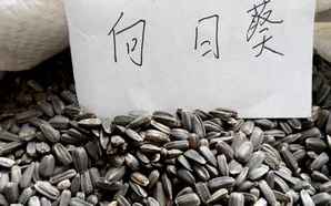 食用向日葵种子多少天发芽，可食用向日葵种子要多久发芽