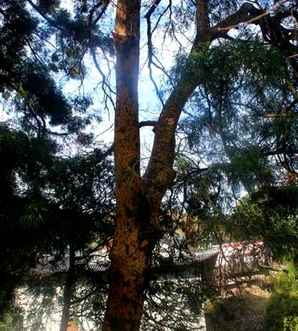榔榆种植时间，榔榆树瘤种植如何才能长根