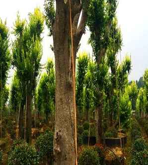 榔榆种植有哪些方法，小叶榔榆可以在河南省地区种植吗