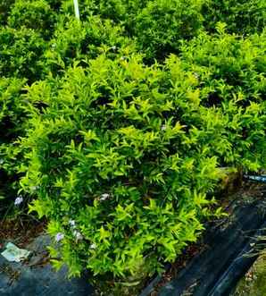 植物大战僵尸黄金叶介绍，黄金叶是什么植物
