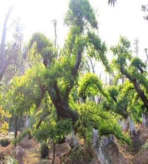 榔榆种植时间，榔榆树瘤种植如何才能长根