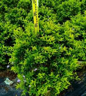植物大战僵尸黄金叶介绍，黄金叶是什么植物