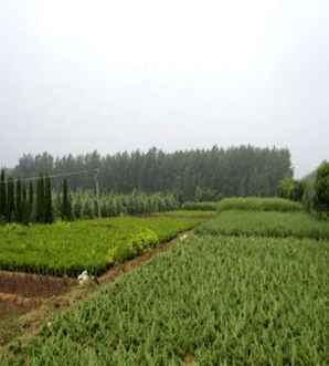 铺地柏小苗养殖，铺地柏小苗图片