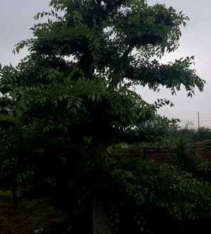 榔榆种植方法，榔榆种植前景如何
