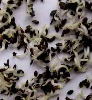 洋桔梗发芽开花过程，洋桔梗种子多久发芽