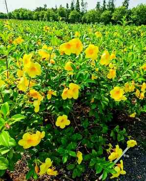软枝黄蝉和迎春花，迎春花下可以养金蝉吗