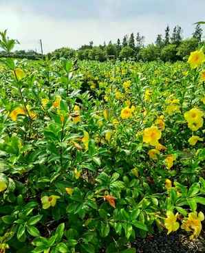 软枝黄蝉和迎春花，迎春花下可以养金蝉吗