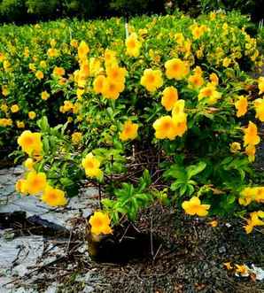 软枝黄蝉和迎春花，迎春花下可以养金蝉吗