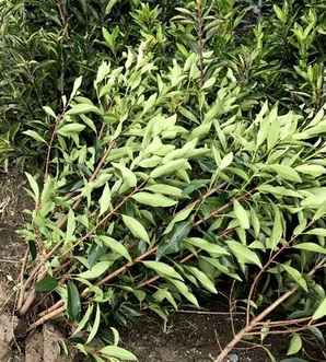 法国冬青种植密度是多少，法国冬青一平米栽种多少