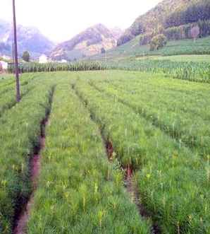 油松手串，油松