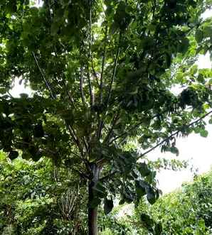 陕西巨紫荆基地直销，巨紫荆基地直销