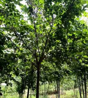 陕西巨紫荆基地直销，巨紫荆基地直销