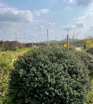 龟甲冬青种植前景，龟甲冬青球种植方法