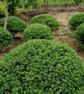 龟甲冬青种植前景，龟甲冬青球种植方法