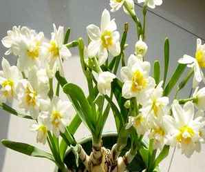 水仙花球是什么，水仙花球各种部分叫什么