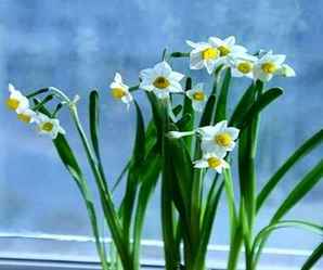 水仙花球是什么，水仙花球各种部分叫什么