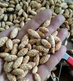 龙枣树怎么育苗，枣树种子育苗法