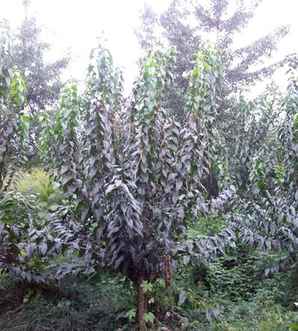 腊梅种植在庭院哪个方位，庭院种植腊梅还是红梅好