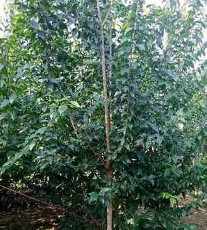 腊梅种植在庭院哪个方位，庭院种植腊梅还是红梅好