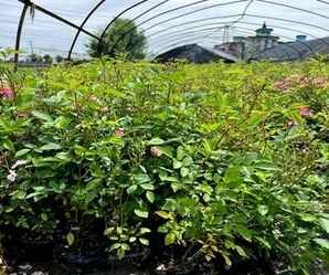 丰花月季种植注意事项，丰花月季养殖方法和注意事项