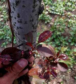 海棠为啥叫断肠花，海棠花为什么叫断肠花