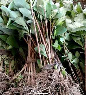 结香树种植，结香种子可以种植吗