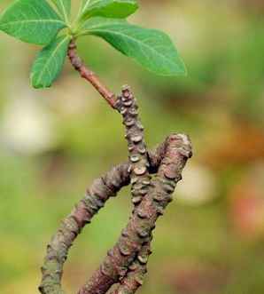 结香树种植，结香种子可以种植吗