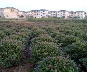 红叶石楠球种植间距，红叶石楠球种植间距