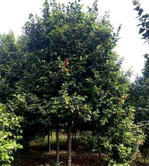 茶花树价格表和图片大全，茶花树价格表