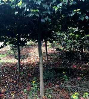 茶花树价格表和图片大全，茶花树价格表