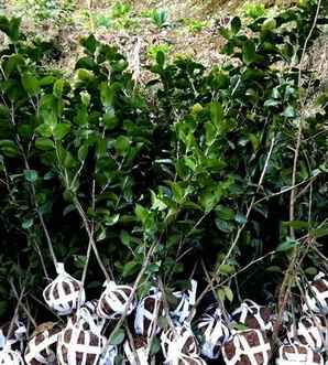 茶花树价格表和图片大全，茶花树价格表