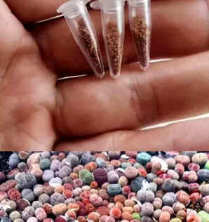 生石花苗发芽后徒长，生石花种子发芽徒长