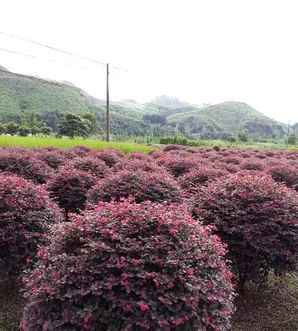 红花继木球种植，红花继木球种植方法