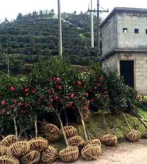 茶花价格，茶花价格