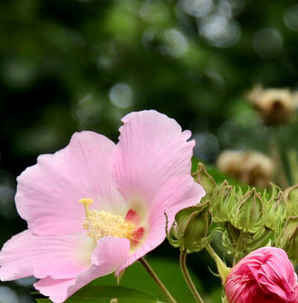 芙蓉种子冬藏方法，草芙蓉种子