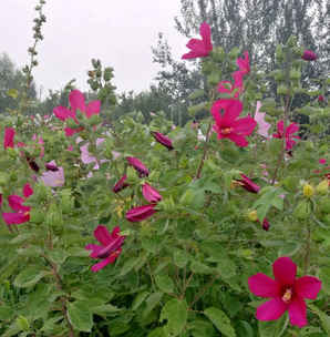 芙蓉种子冬藏方法，草芙蓉种子