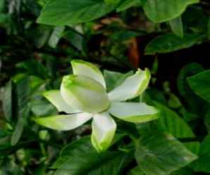 栀子花，栀子花花苞发黄掉落怎么办