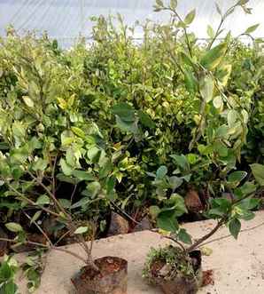 吉林金森女贞种植基地，金森女贞种子种植方法