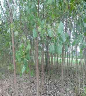 杨树种植的最佳时间，杨树种植视频全过程