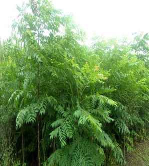 苦楝是什么植物，苦楝豆是什么植物
