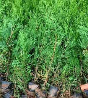 扁柏树禁忌与风水，柏树对风水有什么危害